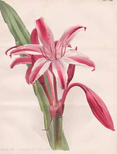 Crinum Fimbriatulum - Hakenlilie / flower Blume flowers Blumen / Pflanze Planzen plant plants / botanical Bota