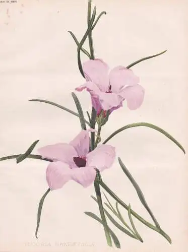 Fugosia Hakeaefolia - Australia Australien / flower Blume flowers Blumen / Pflanze Planzen plant plants / bota