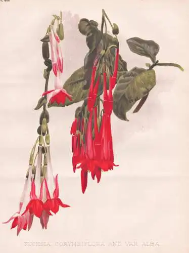 Fuchsia Corymbiflora and var. Alba - Fuchsien / Peru / flower Blume flowers Blumen / Pflanze Planzen plant pla