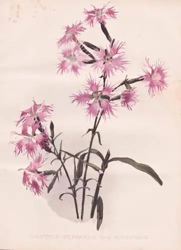 Dianthus Superbus var Chinensis - Prachtnelke large pink Nelken carnation / flowers Blumen flower Blume / bota