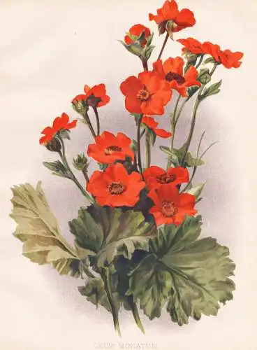 Geum Miniatum - Nelkenwurz wood avens / flowers Blumen flower Blume / botanical Botanik Botany / Pflanze plant
