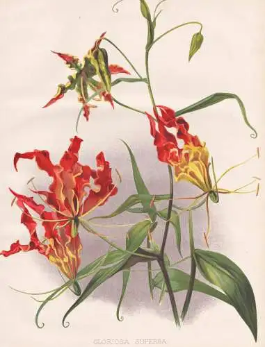 Gloriosa Superba - Ruhmeskrone flame lily climbing lily creeping lily glory lily / Südafrika South Africa / f