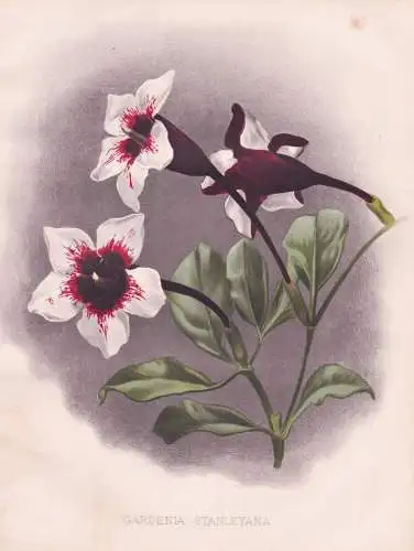 Gardenia Stanleyana - Gardenien / Sierra Leone / flowers Blumen flower Blume / botanical Botanik Botany / Pfla