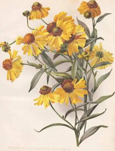 Helenium Autumnale Superbum - sneezeweed Sonnenbraut / America Amerika / flower Blume flowers Blumen / Pflanze