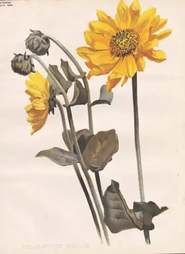Helianthus Mollis - Behaarte Sonnenblume Hairy Sunflower / North America Nordamerika / flower Blume flowers Bl