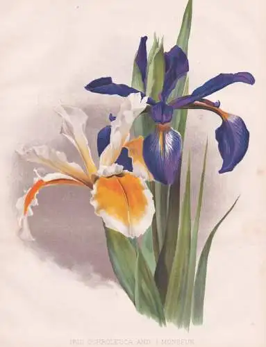 Iris Ochroleuca and I. Monspur - Steppen-Iris Schwertlilie / Russia Russland / flowers Blumen flower Blume / b