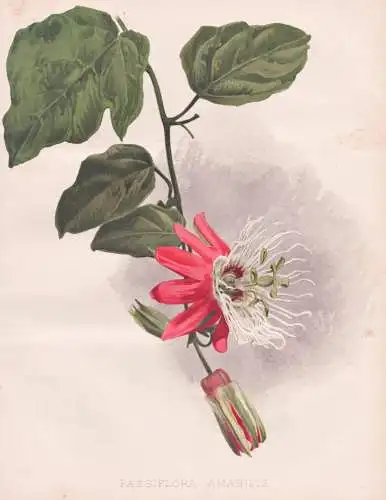 Passiflora Amabilis - Passionsblume White-crowned Passion-flower / flower Blume flowers Blumen / Pflanze Planz