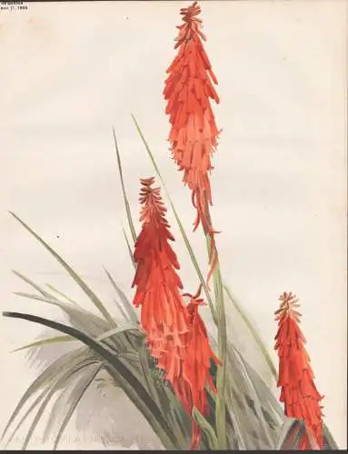 Kniphophia Nelsoni - Kniphofia Fackellilie tritomea torch lily / Africa Afrika / flower Blume flowers Blumen /