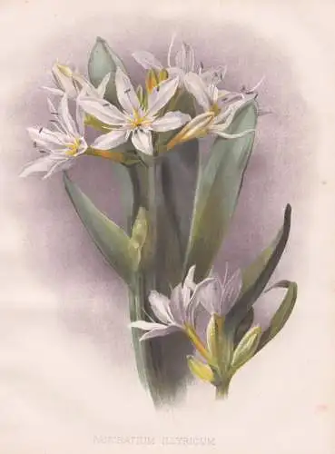 Pancratium Illyricum - Illyrische Trichternarzisse Pankrazlilie / flowers Blumen flower Blume / botanical Bota