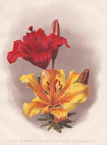 Lilium Thunbergianum. Var. 'Alice Wilson' / L. Van Houttei - Lilie lily lilies Lilien / flowers Blumen flower