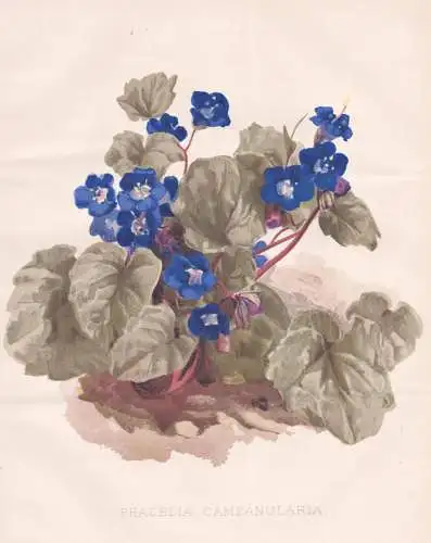 Phacelia Campanularia - Glocken-Phazelie desert bluebells / California Kalifornien / flower Blume flowers Blum