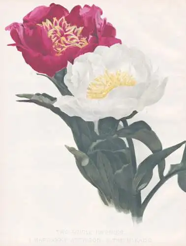 Two Single Paeonies / Margaret Attwood / The Mikado - Pfingstrose peony Paeonia / flowers Blumen flower Blume