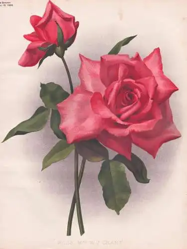 Rose Mrs. W.J. Grant - Rose Rosen roses Rosa / flower Blume flowers Blumen / Pflanze Planzen plant plants / bo