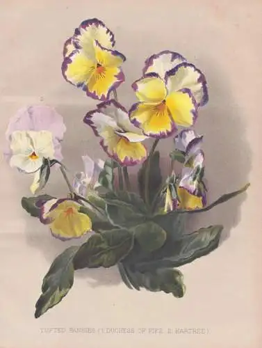 Tufted Pansies (Duchess of Fife / Hartree) - Veilchen pansies Violettes pansy Stiefmütterchen Viola / flowers