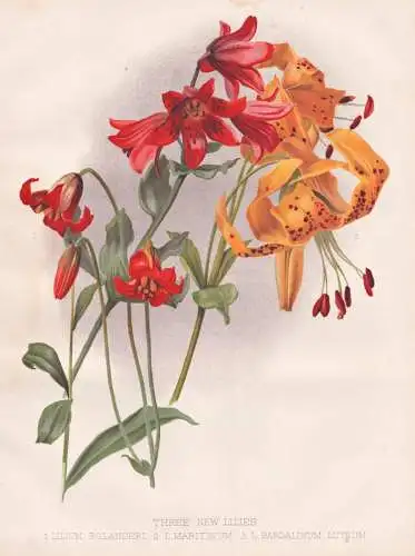 Three new Lilies / Lilium Bolanderi / L. Maritinum / L. Pardalinum Luteum - Lilie lily lilies Lilien / China /