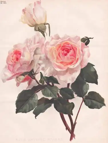 Rose Antoine Rivoire - Rose Rosen roses Rosa / flower Blume flowers Blumen / Pflanze Planzen plant plants / bo