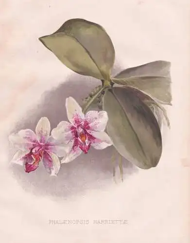 Phalaenopsis Harriettae - Phalaenopsis Harriettiae Orchidee orchid / flowers Blumen flower Blume / botanical B