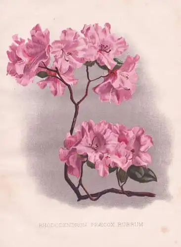 Rhododendron Praecox Rubrum - Vorfrühlings-Alpenrose Rhododendren Rhododendron / flowers Blumen flower Blume
