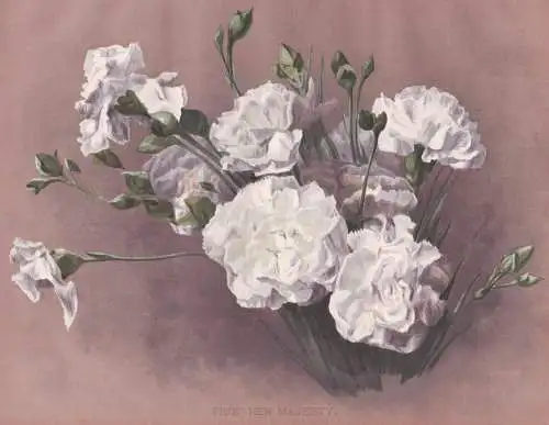 Pink 'Her Majesty' - Nelke carnation Nelken Dianthus / flowers Blumen flower Blume / botanical Botanik Botany