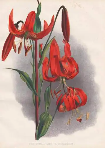 The swamp Lily (L. Superbum) - Lilie lily lilies Lilien Lilium / flowers Blumen flower Blume / botanical Botan