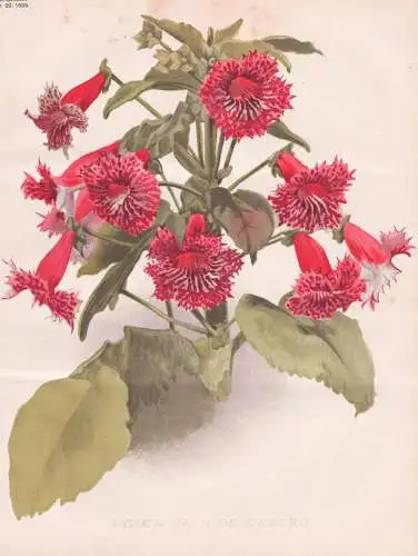 Tydaea Vaca de Castro - Kohleria / flowers Blumen flower Blume / botanical Botanik Botany / Pflanze plant Pfla