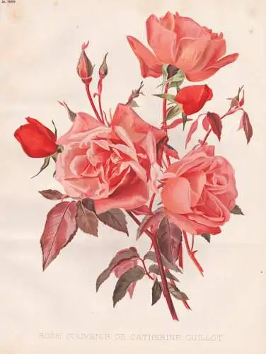 Rose Souvenir de Catherine Guillot - Rose Rosen roses Rosa / flower Blume flowers Blumen / Pflanze Planzen pla