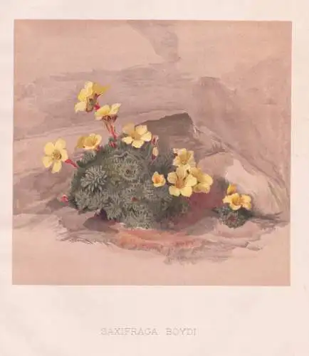 Saxifraga Boydi - Vorfrühlings-Steinbrech rockfoils saxifrage / flowers Blumen flower Blume / botanical Botan