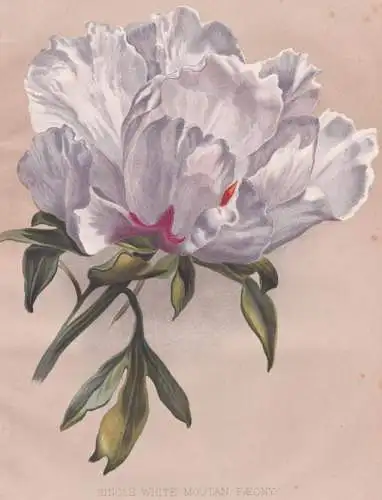 Single White Moutan Paeony - Pfingstrose peony Paeonia / flowers Blumen flower Blume / botanical Botanik Botan