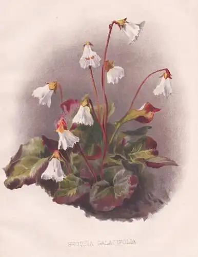 Shortia Galacifolia - Galaxblättrige Winterblatt Oconee bells / America Amerika / flowers Blumen flower Blume