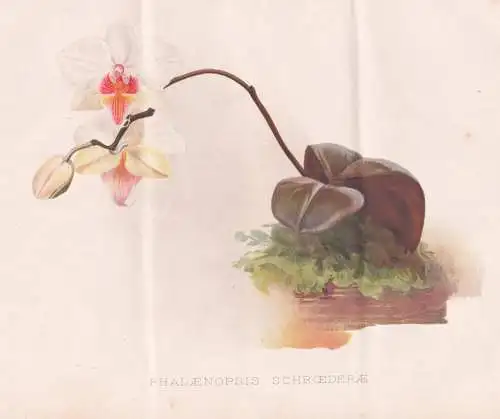 Phalaenopsis Schroederae - Orchidee orchid / flowers Blumen flower Blume / botanical Botanik Botany / Pflanze