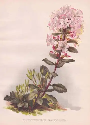 Rhododendron Racemosum - Rhododendron Rhododendren / China / flower Blume flowers Blumen / Pflanze Planzen pla