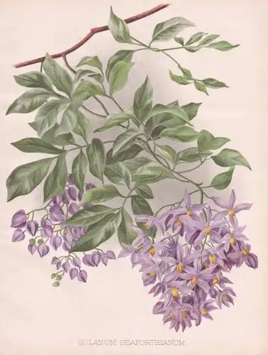 Solanum Seaforthianum - Nachtschatten nightshade / West Indies / flower Blume flowers Blumen / Pflanze Planzen