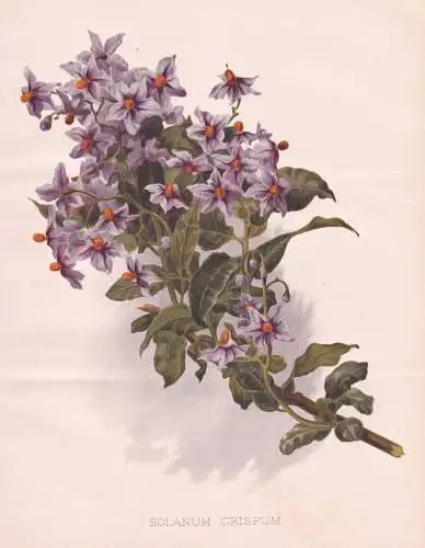 Solanum Crispum - Nachtschatten Chilean nightshade Chilean potato tree / Chile / flower Blume flowers Blumen /