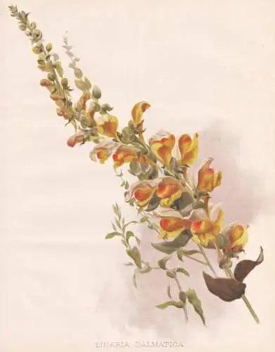 Linaria Dalmatica - Leinkraut / Asia Asien / flower Blume flowers Blumen / Pflanze Planzen plant plants / bota