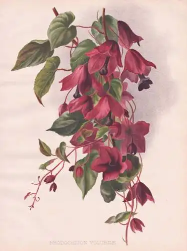 Rhodochiton Volubile - Purpurglöckchen / Mexico Mexiko Guatemala / flower Blume flowers Blumen / Pflanze Plan