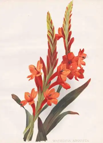 Watsonia Angusta - bugle lily / Südafrika South Africa / flower Blume flowers Blumen / Pflanze Planzen plant