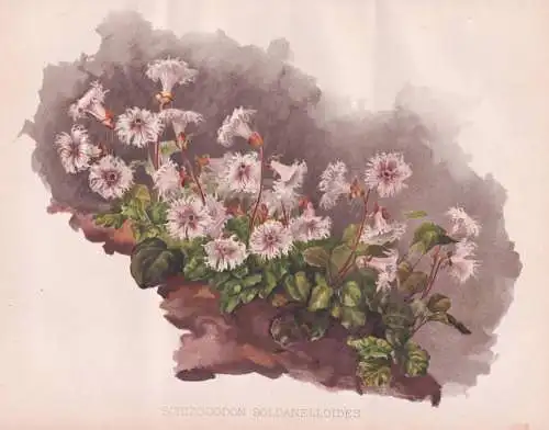 Schizocodon Soldanelloides - Alpenglöckchenähnliches Winterblatt Shortia / Japan / flowers Blumen flower Blu