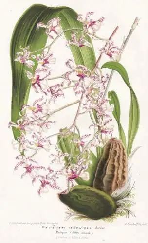 Oncidium Incurvum - orchid orchids Orchidee Mexiko Mexico Pflanze plant flower flowers   Blume Blumen Botanik