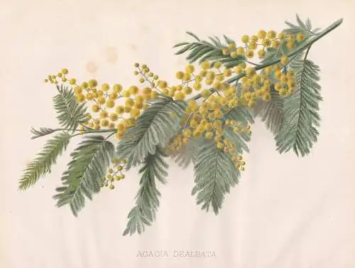 Acacia Dealbata - Silber-Akazie Falsche Mimose silver wattle mimosa / flower Blume flowers Blumen / Pflanze Pl