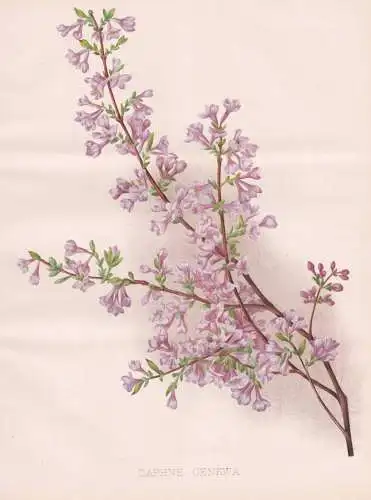 Daphne Genkwa - Seidelbast spurge laurel mezereon / China / flower Blume flowers Blumen / Pflanze Planzen plan