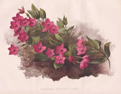 Chironia Peduncularis - South Africa Südafrika / flower Blume flowers Blumen / Pflanze Planzen plant plants /