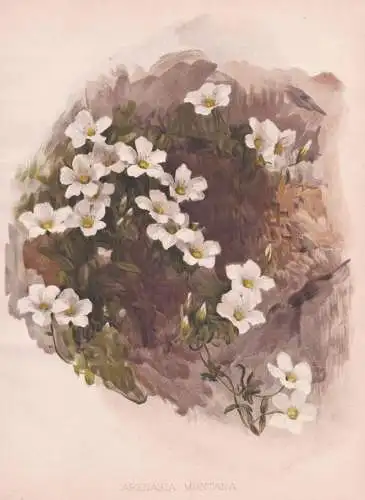Arenaria Montana - Mountain sandwort Berg-Sandkraut / flower Blume flowers Blumen / Pflanze Planzen plant plan