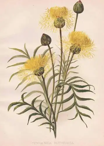 Centaurea Ruthenica - Flockenblume starthistles / Ukraine / flowers Blumen flower Blume / botanical Botanik Bo