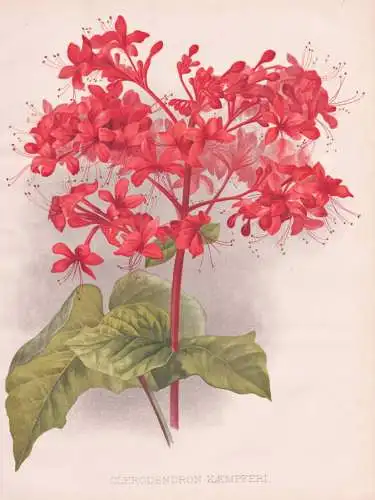 Clerodendron Kaempferi - Losbaum / Japan / flower Blume flowers Blumen / Pflanze Planzen plant plants / botani
