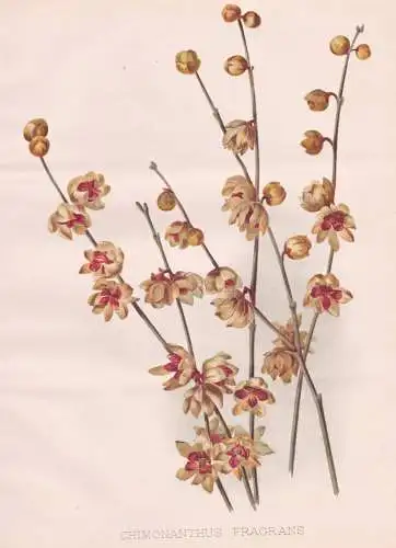 Chimonanthus Fragrans - Chinesische Winterblüte wintersweet / China Japan / flower Blume flowers Blumen / Pfl