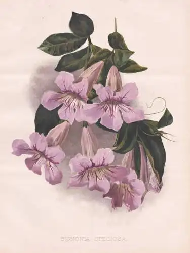 Bignonia Speciosa - Klettertrompete trumpet vine Argentina Argentinien / flower Blume flowers Blumen / Pflanze