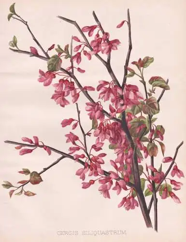 Cercis Siliquastrum - Judasbaum Judas tree / Asia Asien / flower Blume flowers Blumen / Pflanze Planzen plant