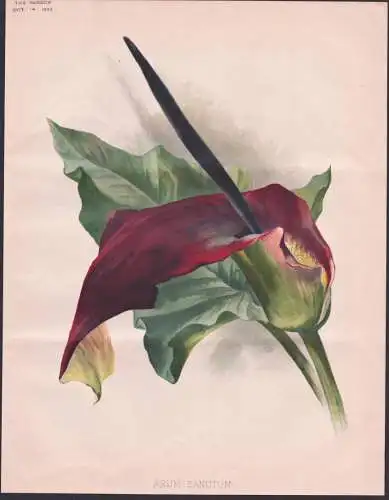Arum Sanctum - black calla, Solomon's lily, priest's hood / flowers Blumen flower Blume / botanical Botanik Bo