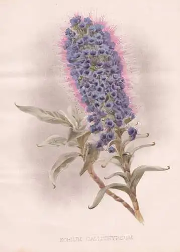 Echium Callithyrsum - Blauer Natternkopf viper's bugloss blueweed / flower Blume flowers Blumen / Pflanze Plan