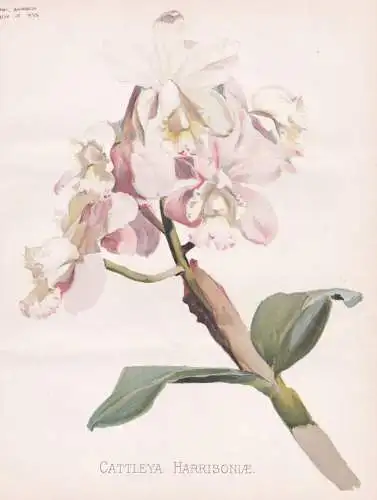 Cattleya Harrisoniae - orchid Orchidee Orchidaceae / flower Blume flowers Blumen / Pflanze Planzen plant plant